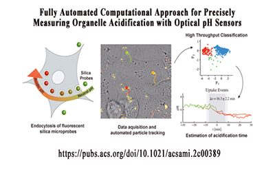 Fully Automated Computational Approach for Precisely Measuring Organelle Acidification with Optical pH Sensors