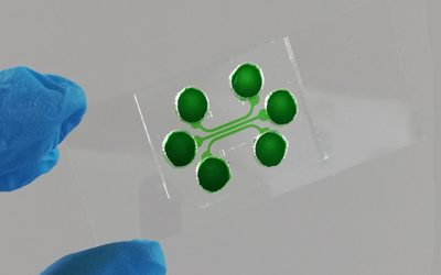 Organ on chip: l’importanza della comunicazione cellulare