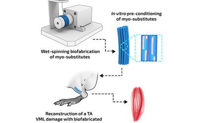 Biofabricating murine and human myo‐substitutes for rapid volumetric muscle loss restoration