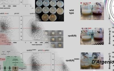 The complete 12 Mb genome and transcriptome of Nonomuraea gerenzanensis with new insights into its duplicated “magic” RNA polymerase